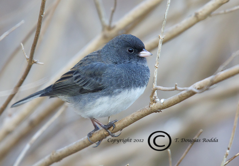 JUNCO